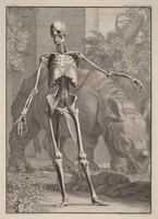 Musculorum Tabula IV