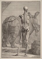 Musculorum Tabula VIII
