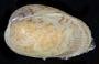 Musculus lateralis