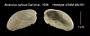 Musculus oahuus
