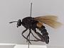 Mydas clavatus
