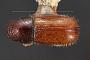 Myeloborus amplus
