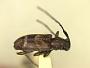Mynoebra opaca