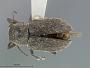 Myochrous austrinus