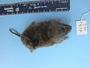 Myodes gapperi loringi