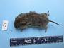 Myodes gapperi loringi