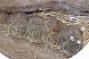 Myodes rutilus