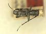 Myromeus luzonicus