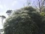 Myrsine linearifolia Hosaka