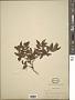 Myrtus sp.