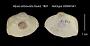 Mysia abbreviata