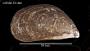 Mytilus edulis
