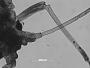 Myzus leucocrini