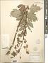 Nabalus albus (L.) Hook.