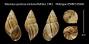 Naesiotus quitensis antisana