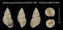 Naesiotus quitensis jacksoni