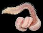 Naineris laevigata