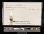 Nannothemis bella