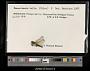 Nannothemis bella