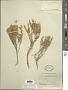 Nardophyllum lanatum (Meyen) Cabrera