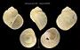 Natica lewisii