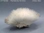 Natrolite
