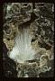 Natrolite