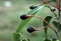 Nectandra coriacea (Sw.) Griseb.