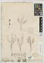 Nemacladus orientalis (McVaugh) Morin