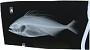 Nematistius pectoralis