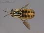 Neochrysops globosus