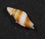 Neogastropoda