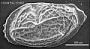 Neomonoceratina sp.
