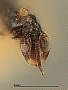 Neomphaloides animus
