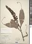 Nepenthes ampullaria Jack