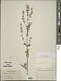 Nepeta nuda L.