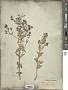 Nepeta ucranica L.