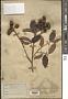 Nephelium hamulatum Radlk.