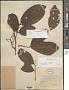 Nephelium sp.