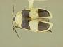 Nephrica macrops