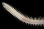 Nephtys sp.