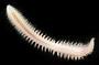 Nephtys sp.