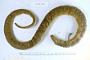 Nerodia erythrogaster transversa