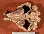 Nesodon ovinus Owen