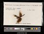 Neurothemis fluctuans