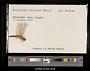 Neurothemis fluctuans
