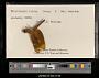 Neurothemis fulvia