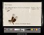 Neurothemis sp.