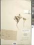 Nicolletia edwardsii A. Gray