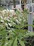 Nicotiana tabacum L.